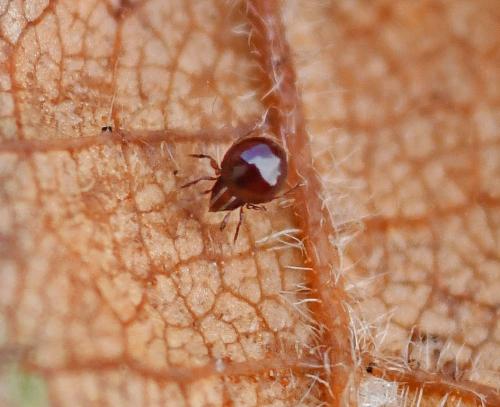 Réf. 334 374 : Ceratoppia sp.